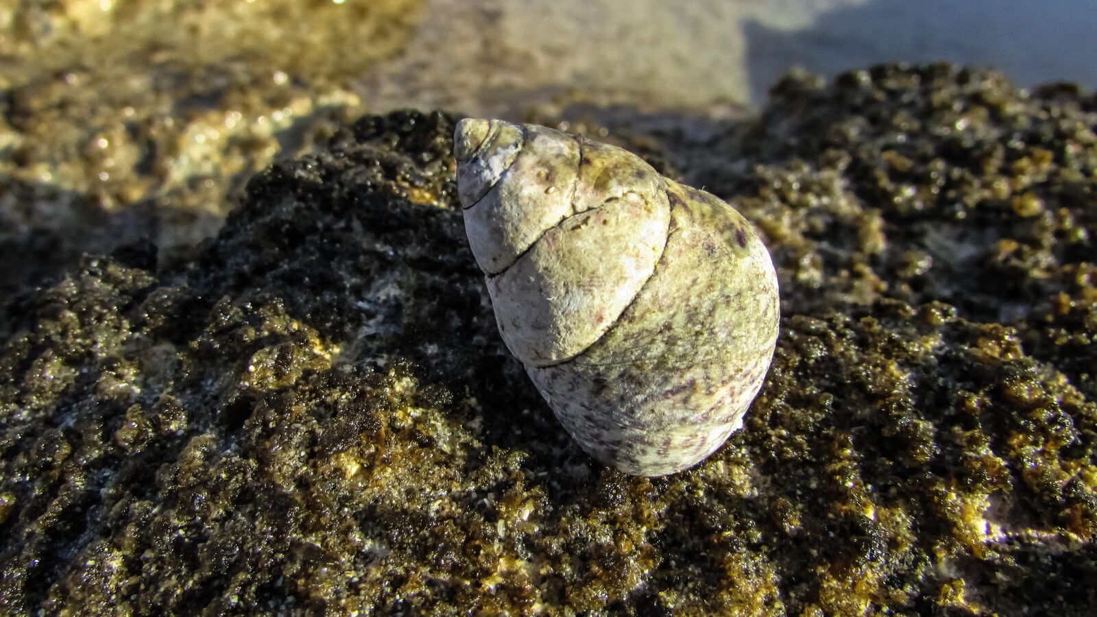 Canon PowerShot SX400 IS sample photo. Shell, beach, nature photography