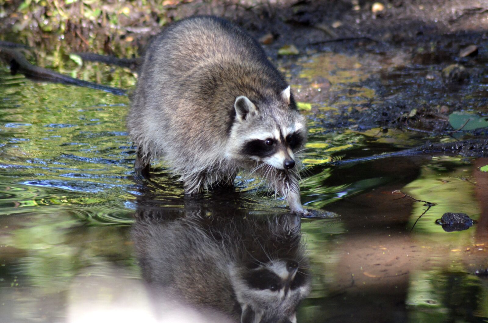 Nikon D5100 sample photo. Raccoon, water, mirroring photography