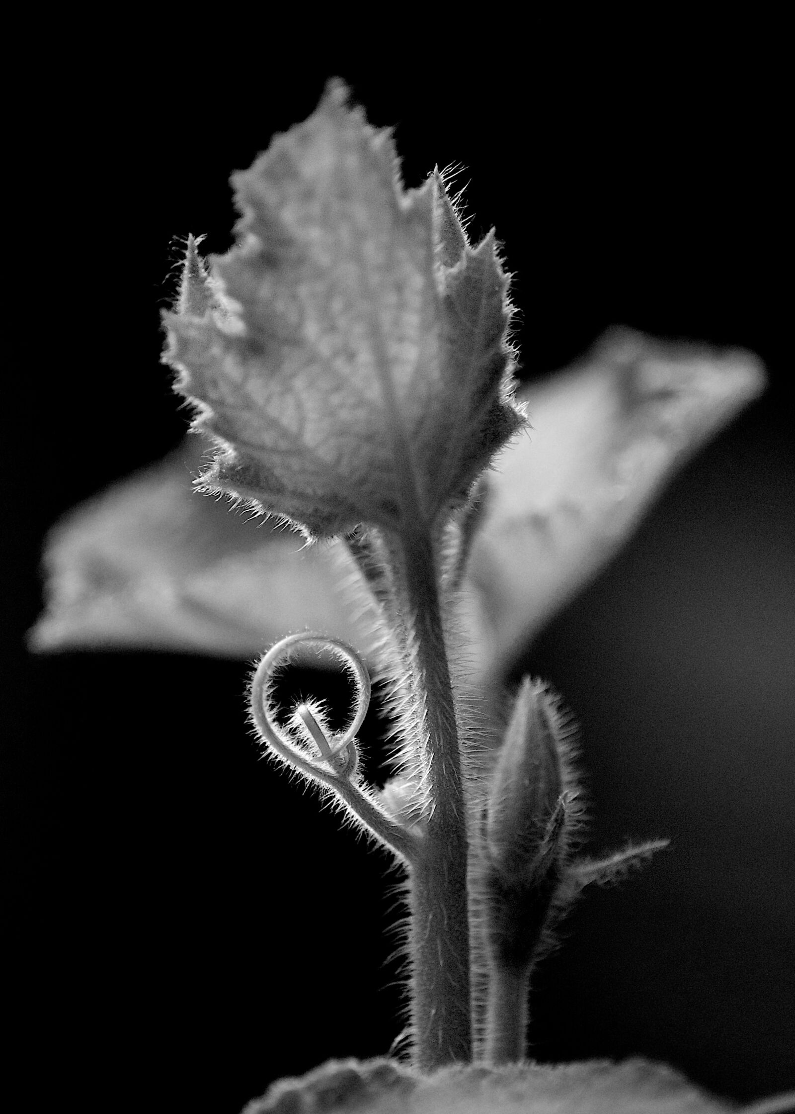 Sony Alpha DSLR-A200 sample photo. Leaf, flower, black and photography