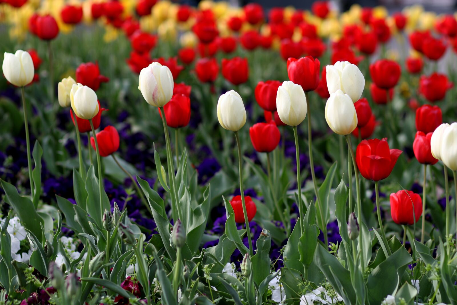 Canon EF 85mm F1.8 USM sample photo. Tulips, flowers, red photography