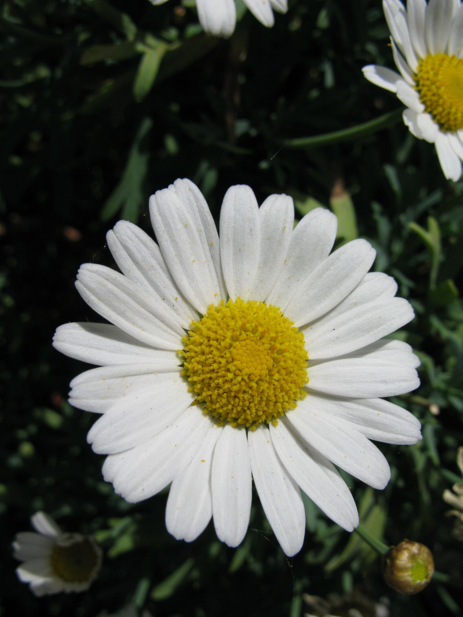 Canon POWERSHOT G9 sample photo. Flower, daisy, closeup photography