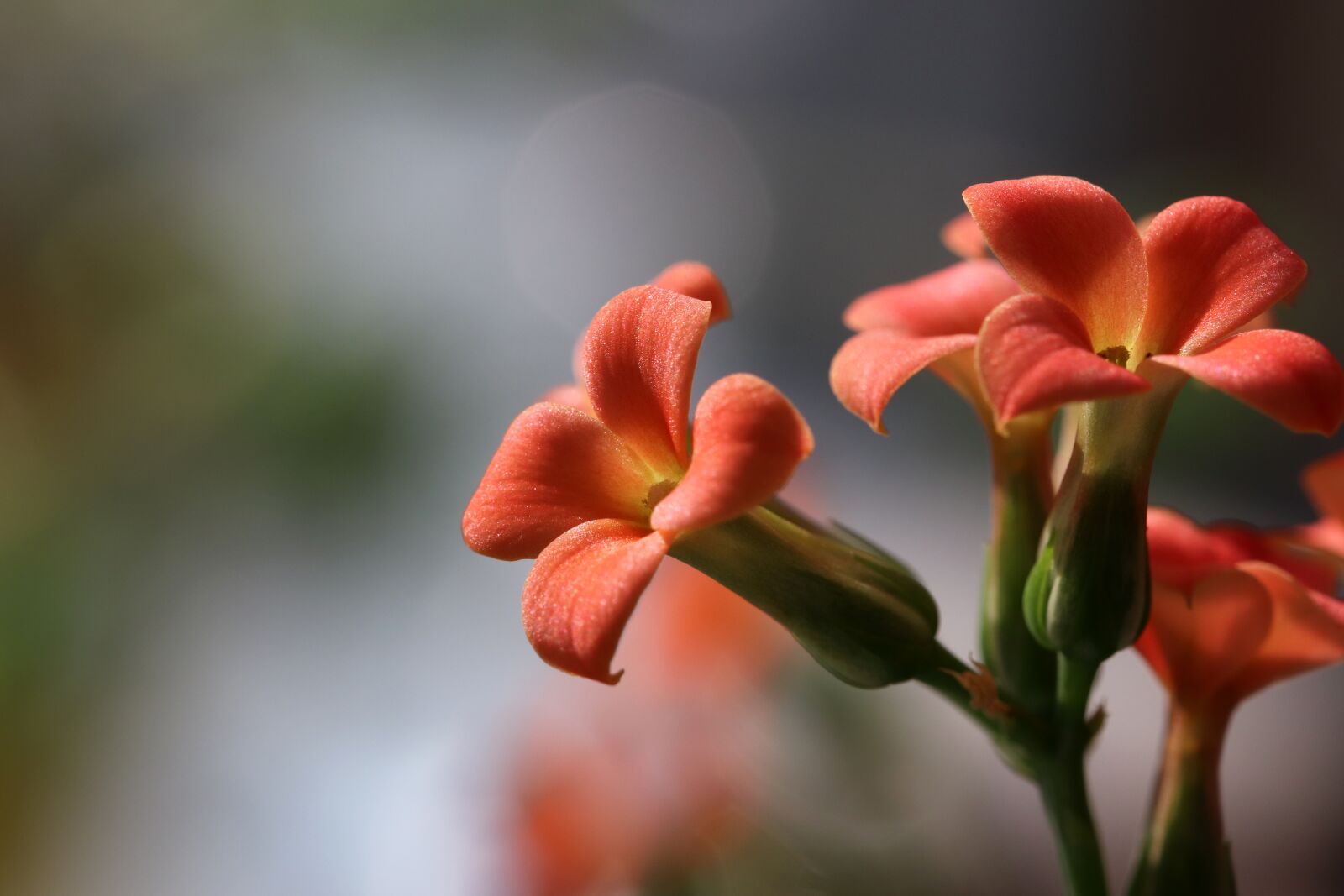 Canon EOS 800D (EOS Rebel T7i / EOS Kiss X9i) sample photo. Flower, potted plant, plants photography