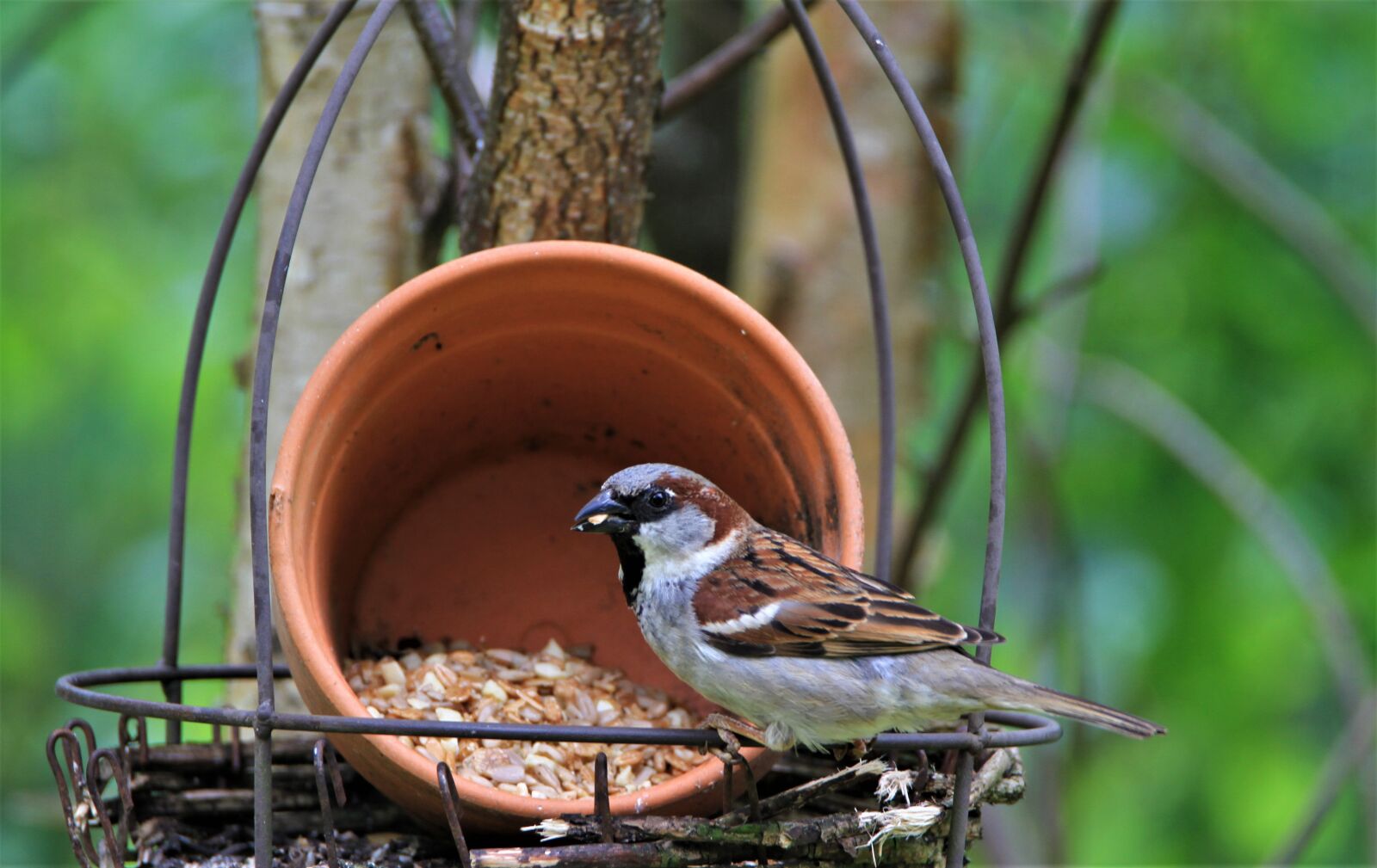 Tamron SP 150-600mm F5-6.3 Di VC USD sample photo. Sparrow, bird, songbird photography