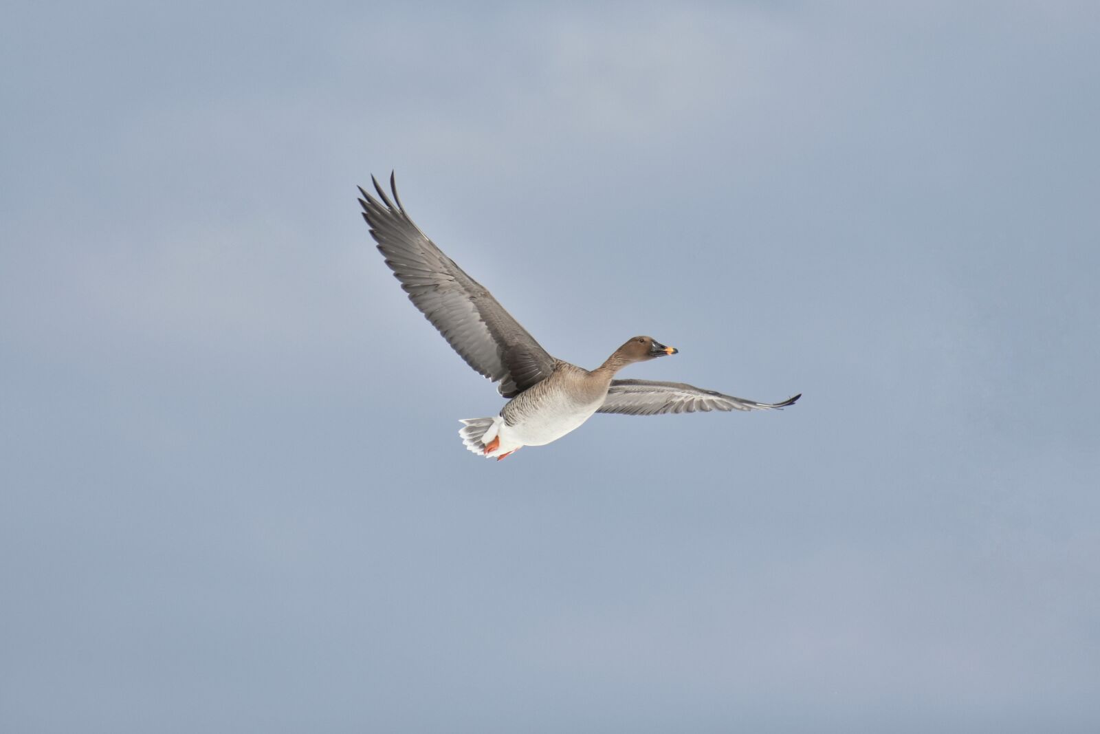 Nikon D7200 sample photo. Animal, sky, bird photography