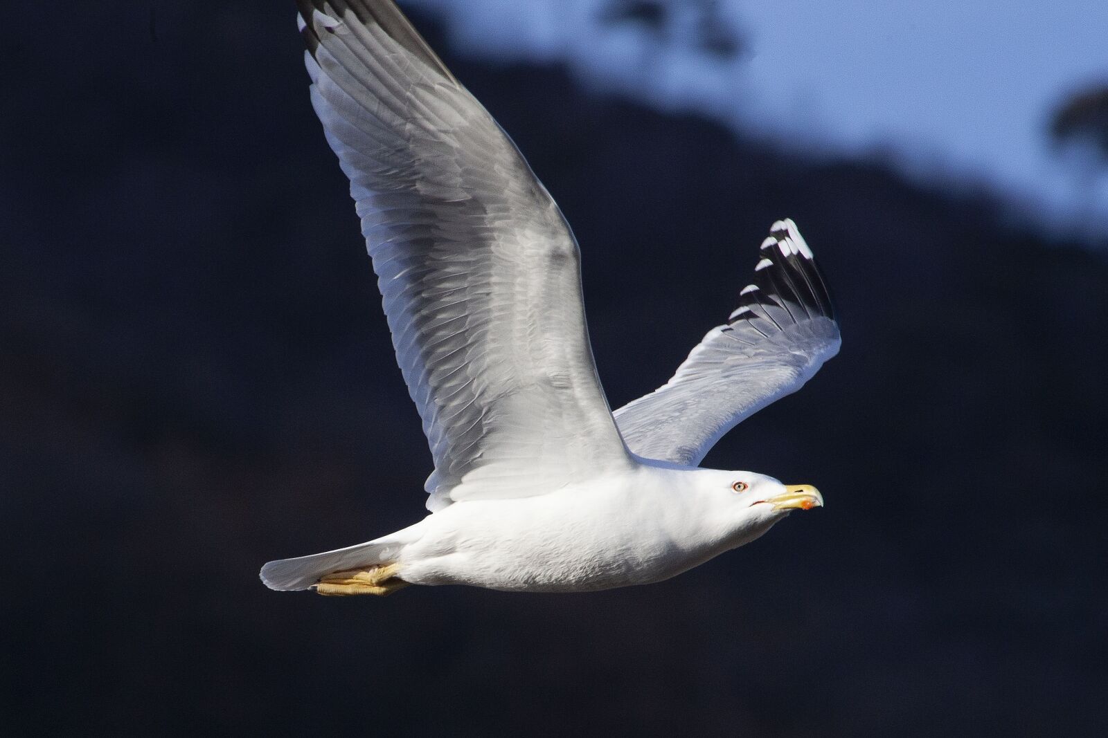 Canon EOS 5D Mark II sample photo. Seagull, sea, bird photography