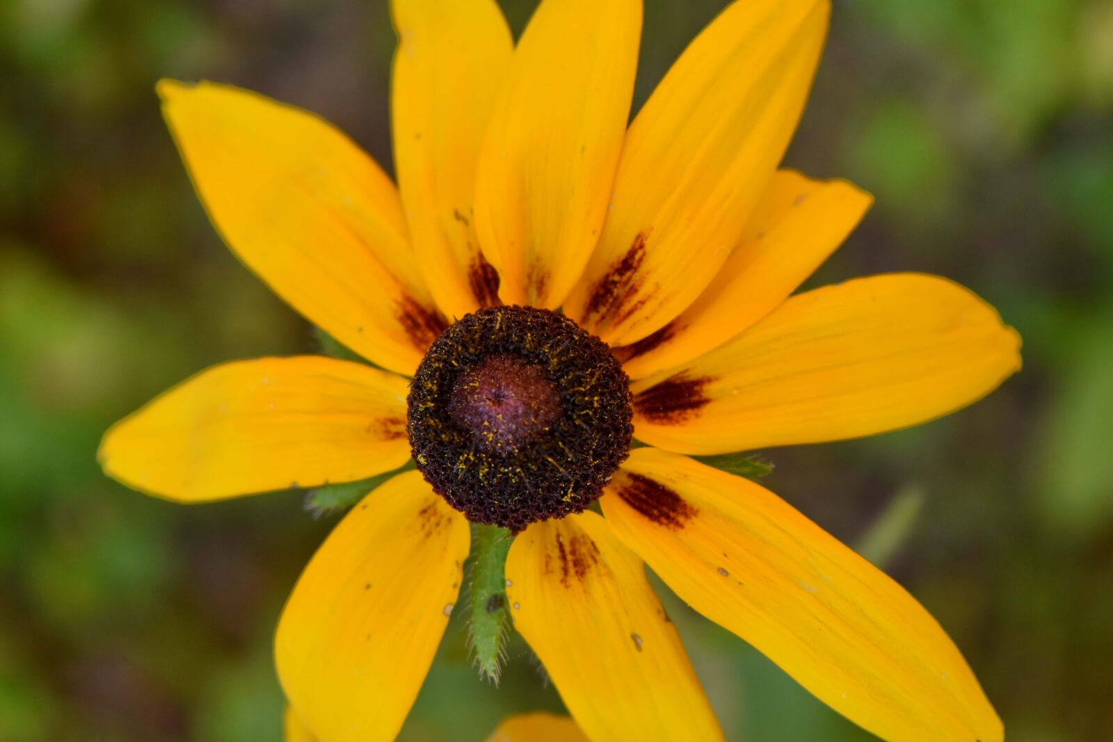Nikon D5500 sample photo. Bright, pistil, yellowish, flower photography