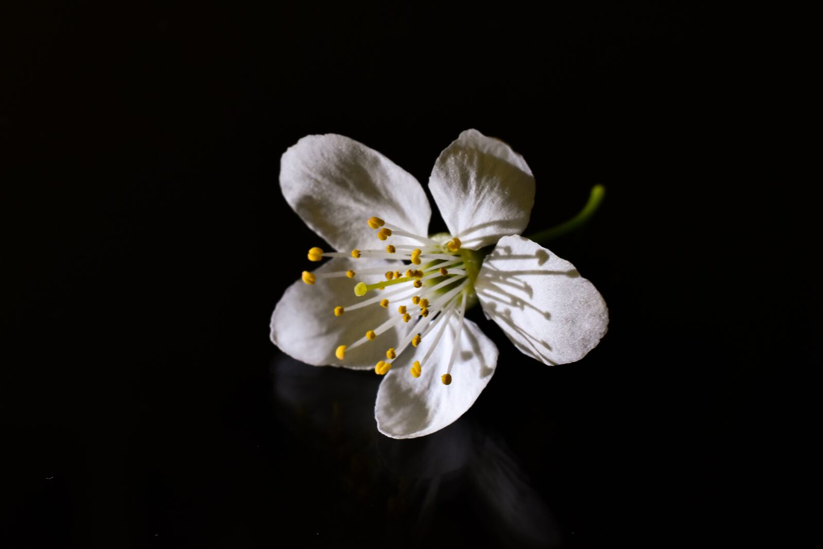 Nikon D3400 sample photo. Tree, bloom, branch photography
