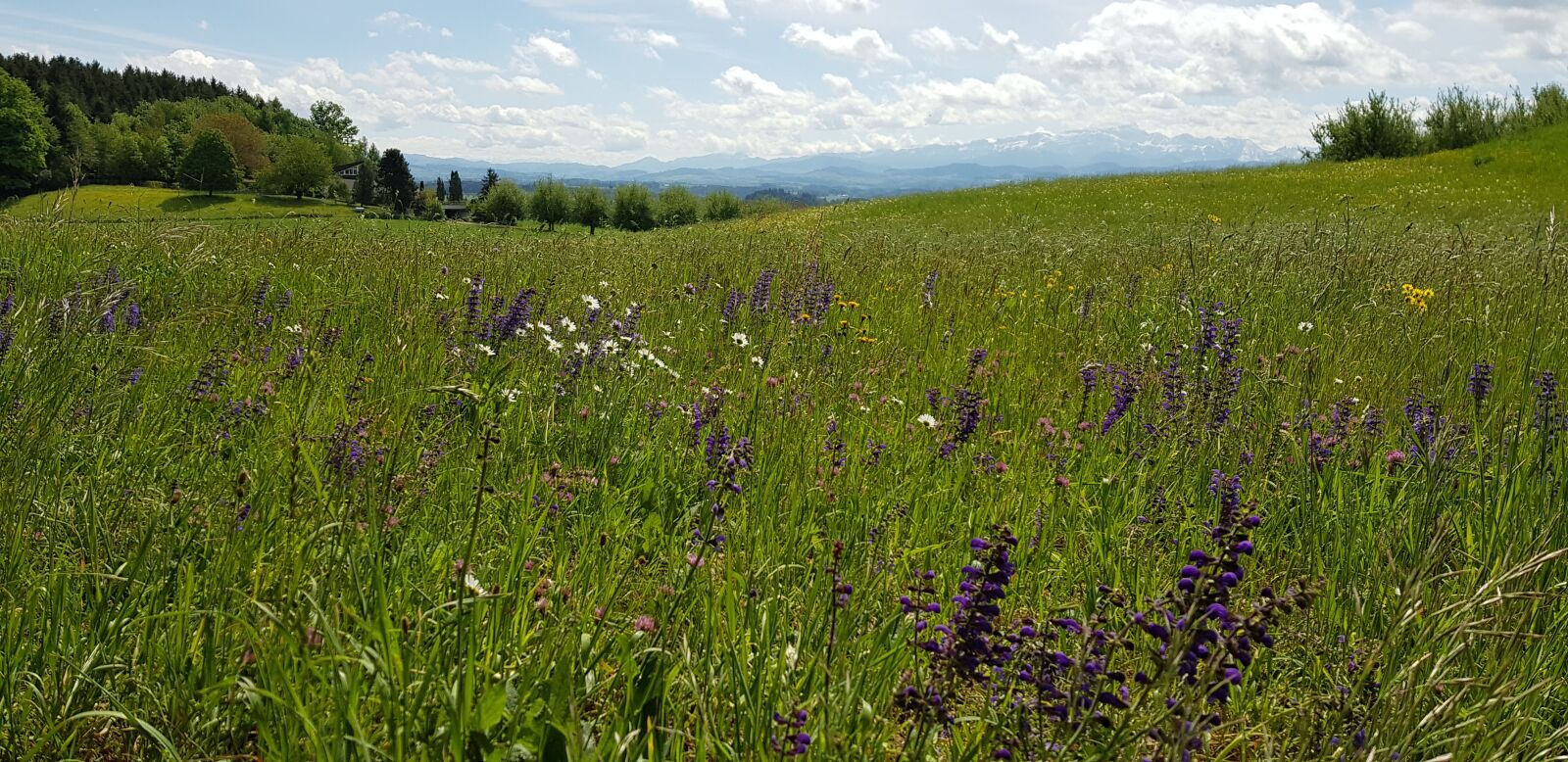 Samsung Galaxy S8 sample photo. Skye, grass, countryside photography