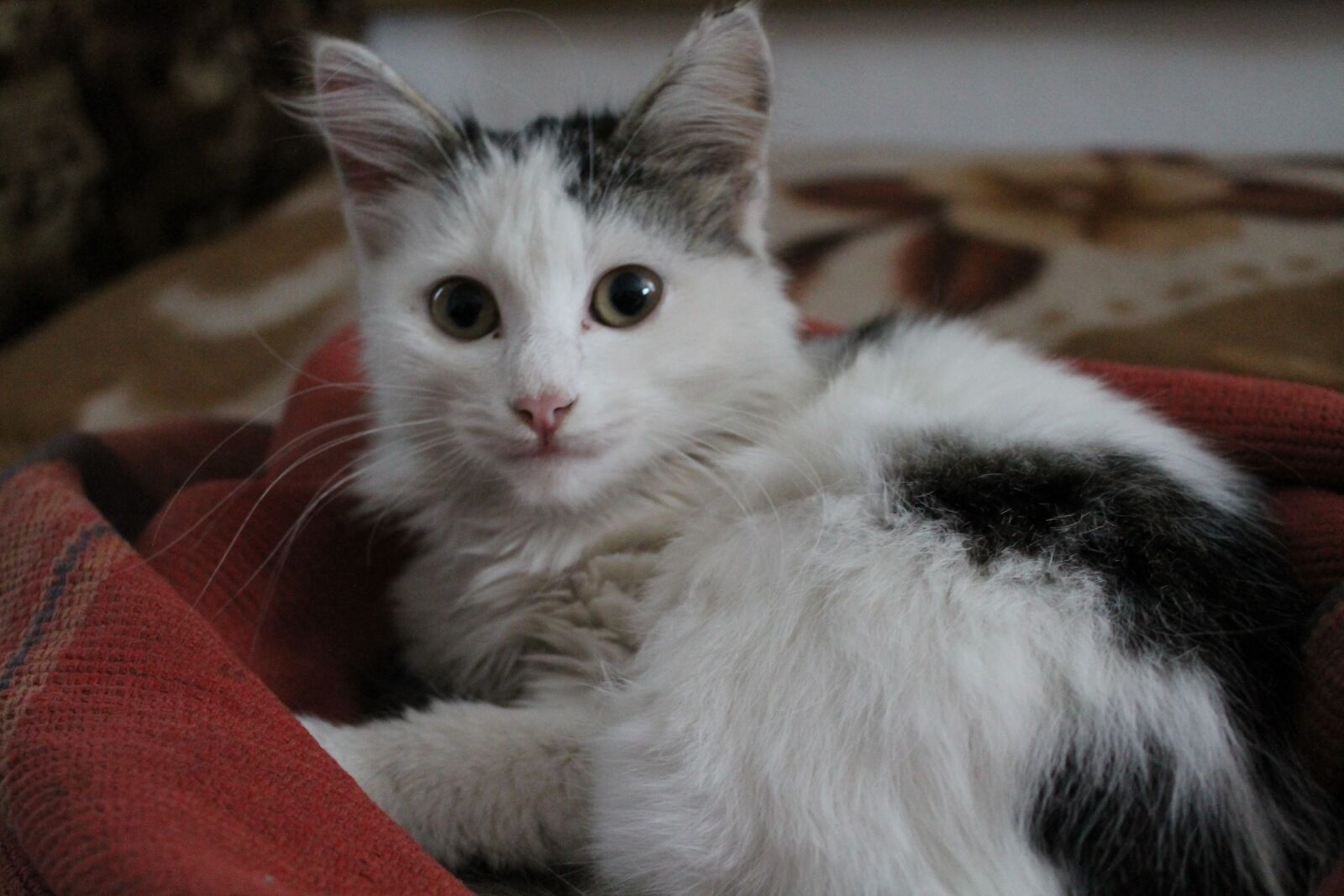 Canon EOS 1100D (EOS Rebel T3 / EOS Kiss X50) sample photo. Cat, surprise, blanket photography