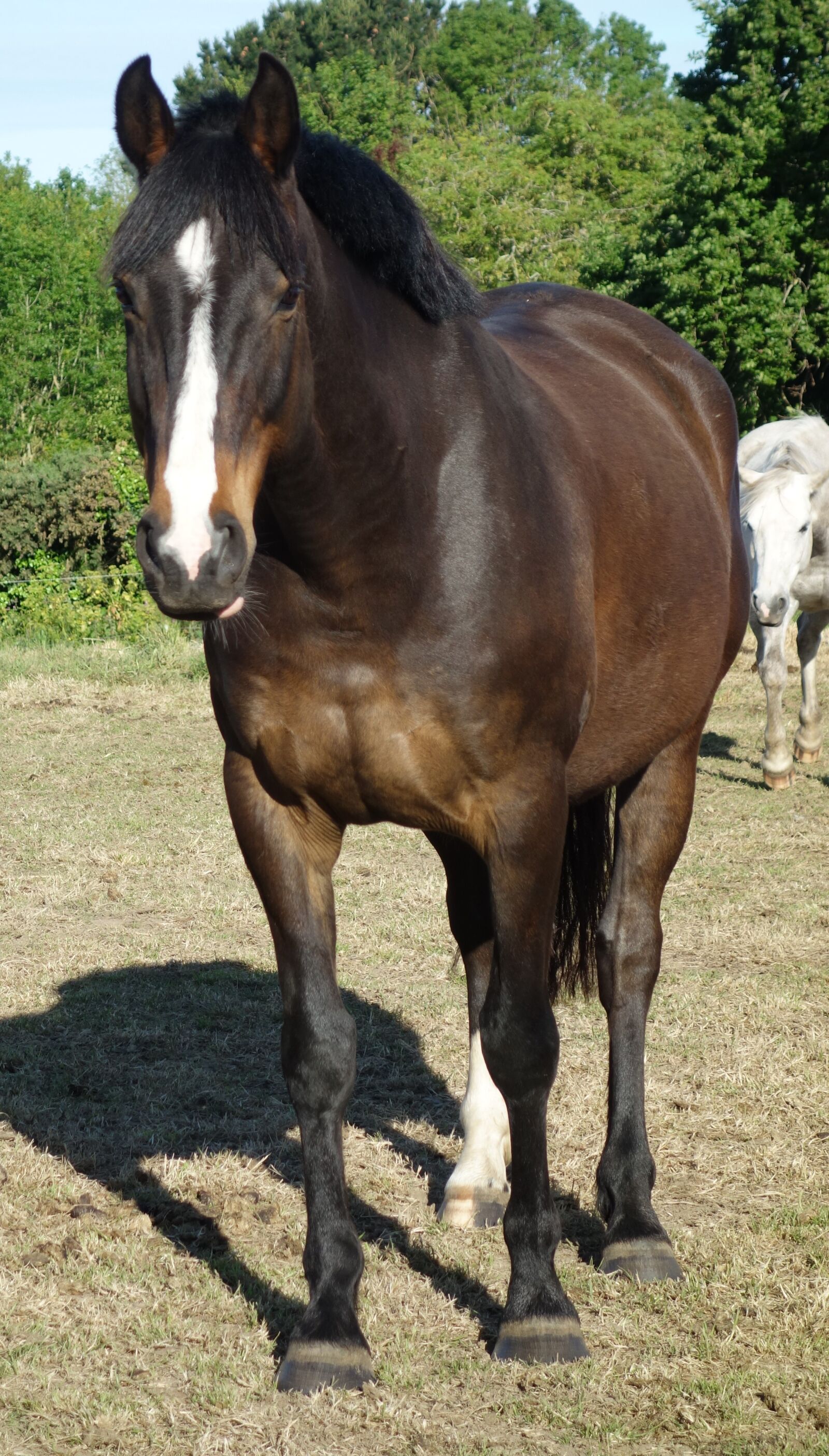 Sony Cyber-shot DSC-RX100 sample photo. Horse, horse no tack photography