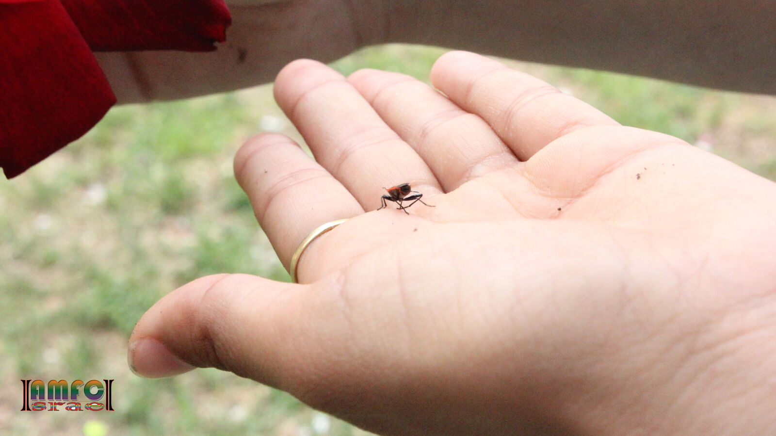 Canon EOS 600D (Rebel EOS T3i / EOS Kiss X5) sample photo. Bug, on, hand photography
