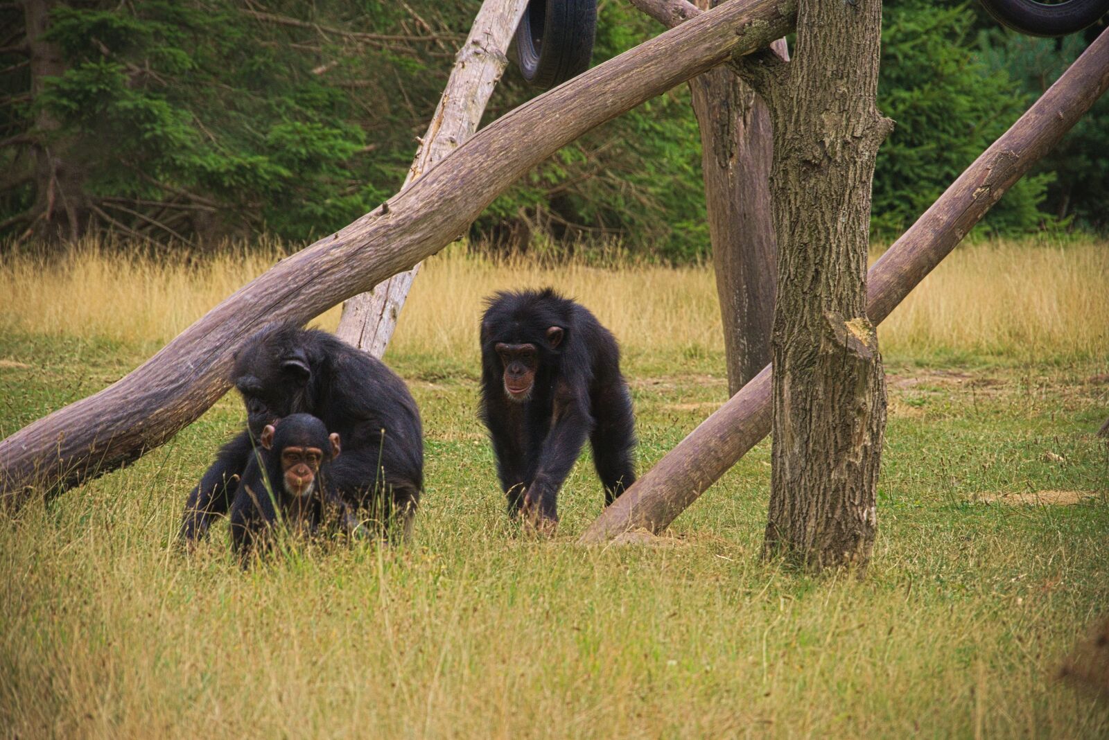 Panasonic Lumix DMC-GH3 sample photo. Monkey, animal, africa photography