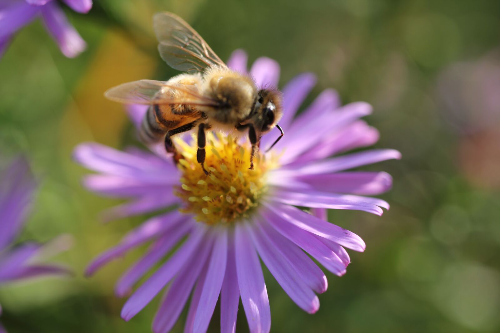 Canon EOS 550D (EOS Rebel T2i / EOS Kiss X4) sample photo. Bee, pollen, pollinate photography