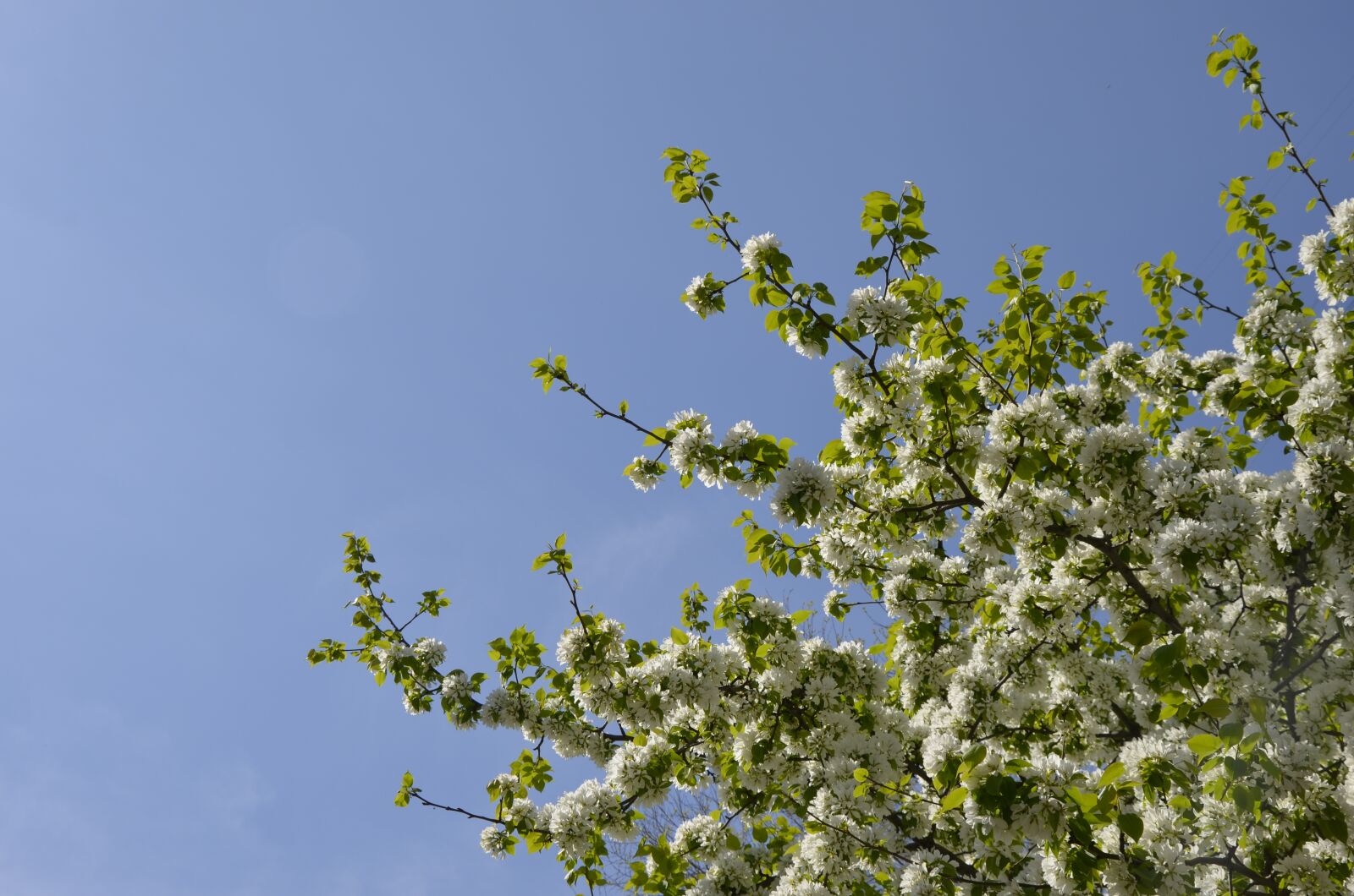 Nikon D5100 sample photo. Tree, bloom, flowers photography