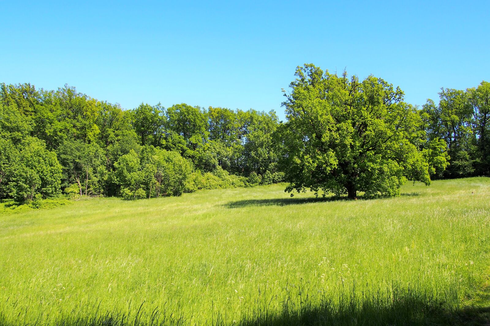 Olympus PEN E-PL6 sample photo. Slovakia, tree, nature photography