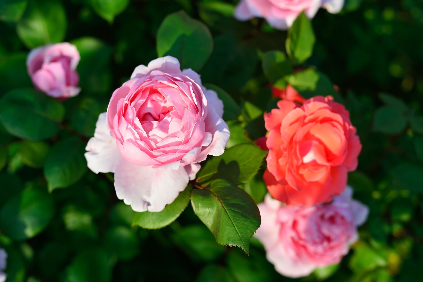 Nikon Df sample photo. In the early summer photography