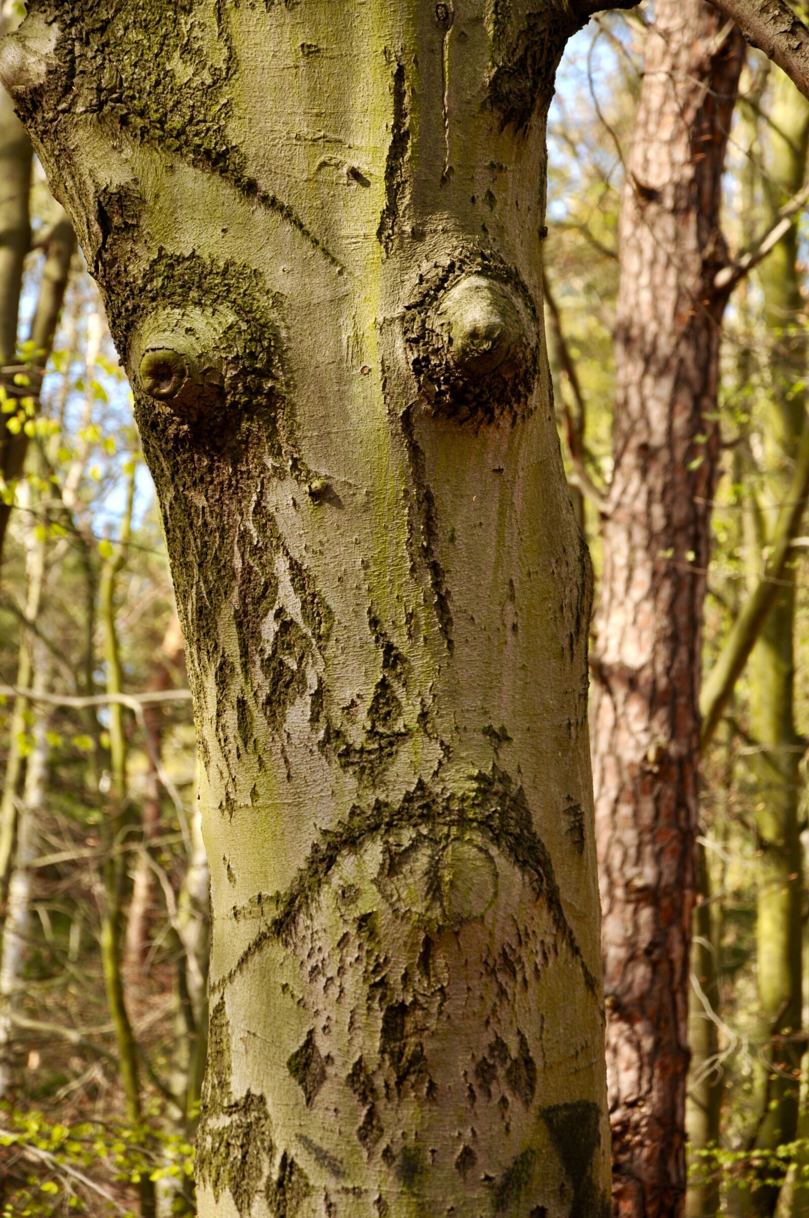Nikon D300 sample photo. Tree, nature, wood photography