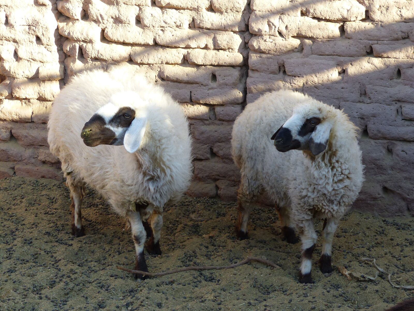 Panasonic Lumix DMC-FZ200 sample photo. Iran, sheep, desert photography