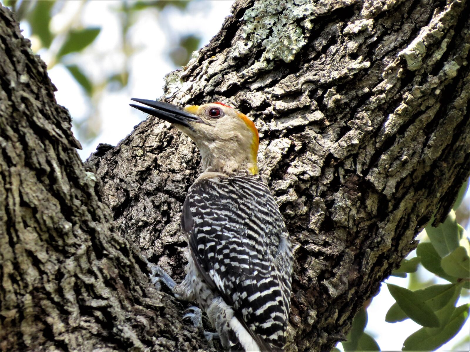 Canon PowerShot SX50 HS sample photo. Bird, colorful, close up photography