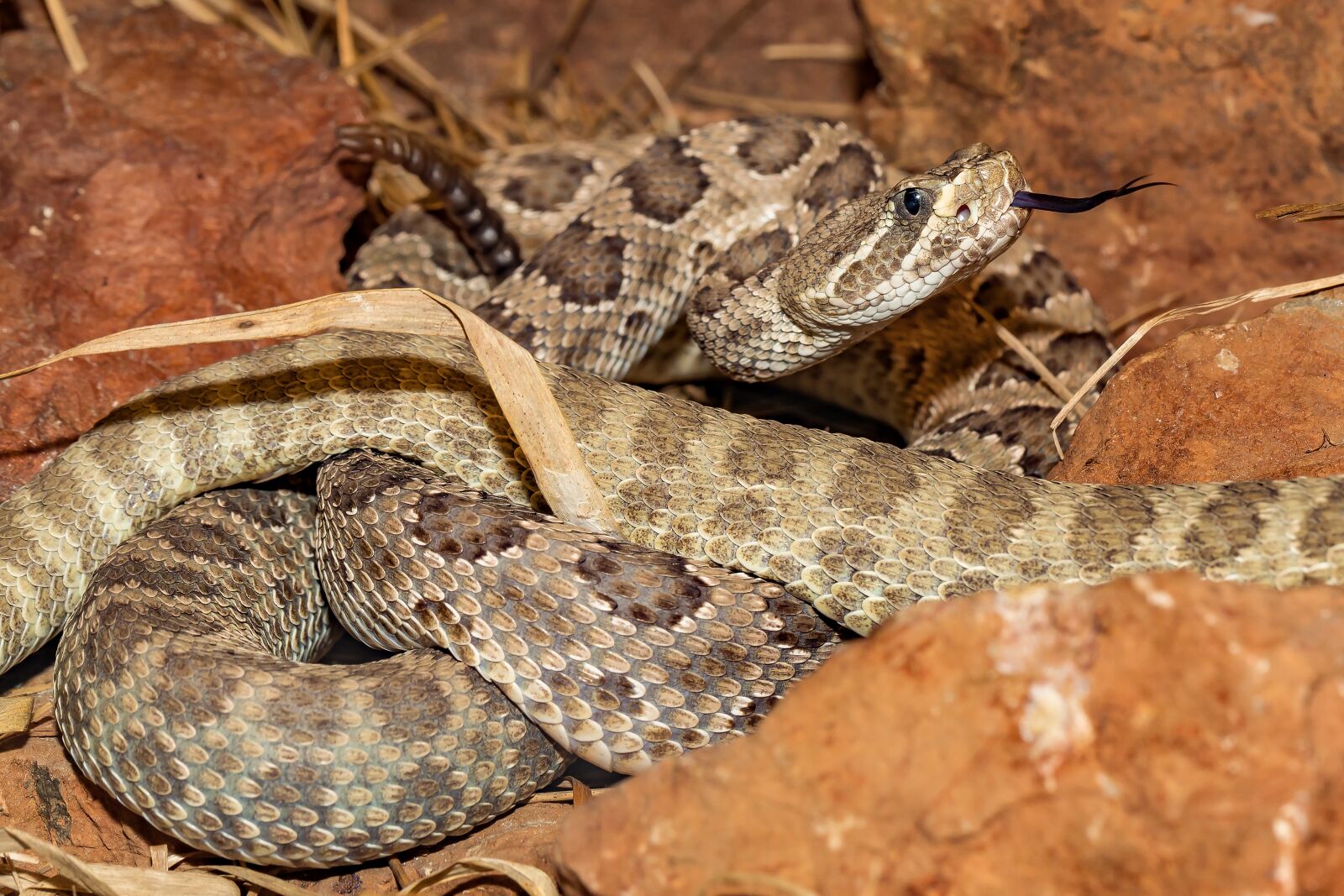 Canon EOS 5D Mark IV sample photo. Snake, venomous snake, rattlesnake photography