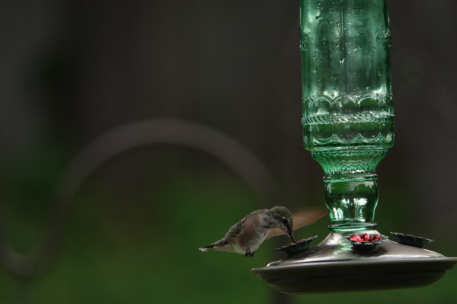 Sony Cyber-shot DSC-RX10 IV sample photo. Hummingbird, feeder, nature photography