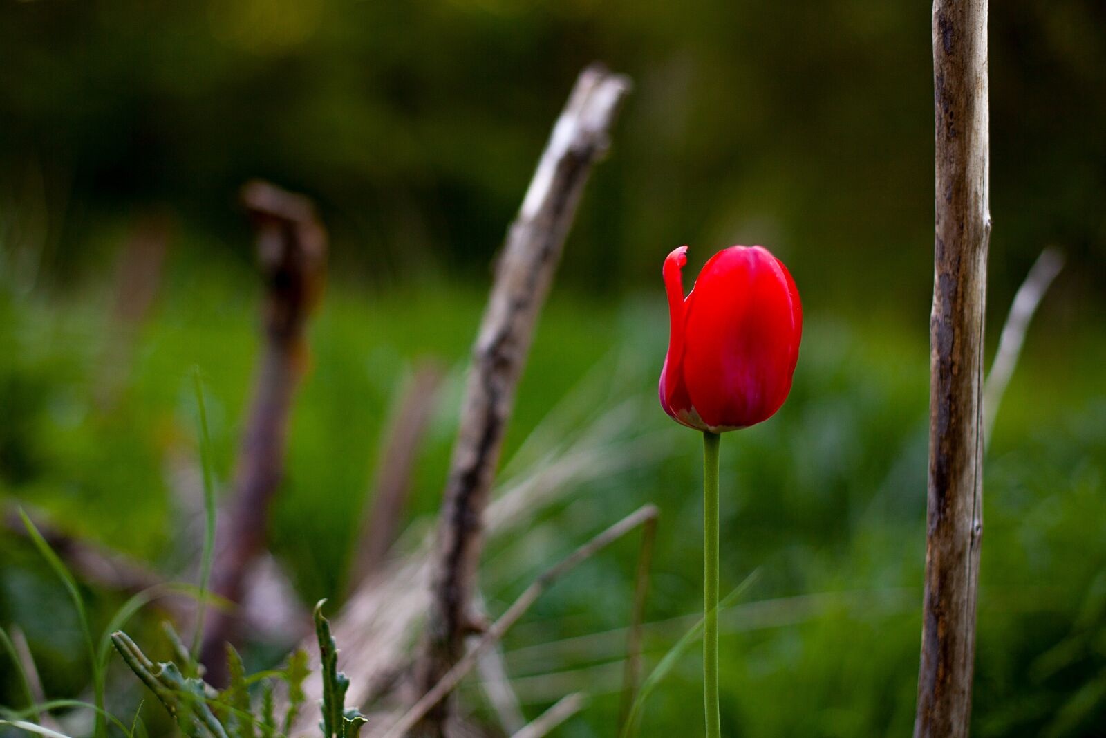 Canon EF 50mm F1.4 USM sample photo. Nature, flower, plant photography