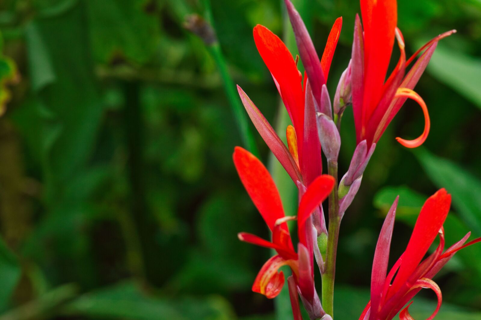 Nikon D3200 sample photo. Red flowers, flowers, bloom photography