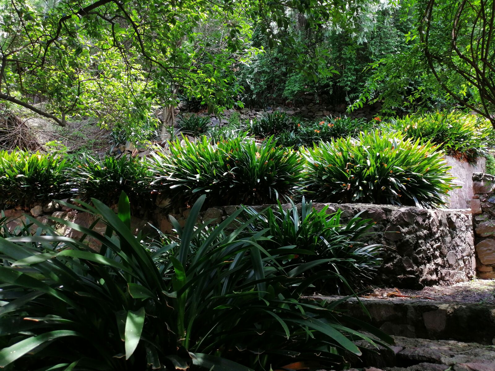 HUAWEI SNE-LX3 sample photo. Garden, nature, plants photography