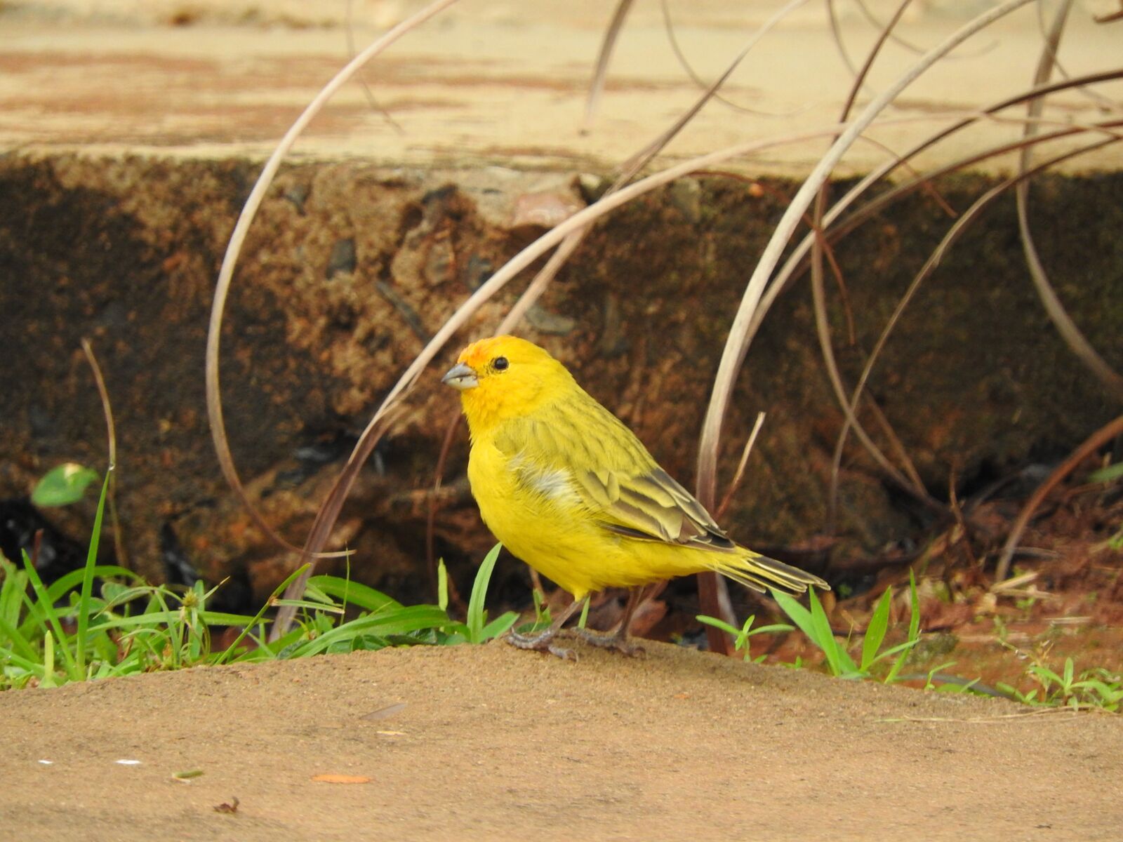 Nikon Coolpix P610 sample photo. Canary, yellow, bird photography