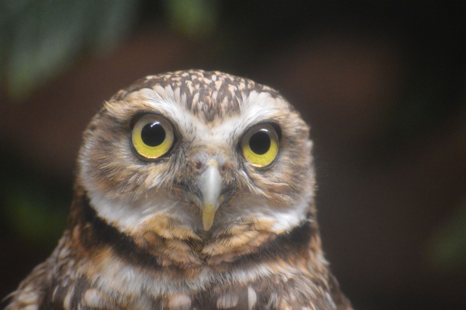 Nikon D3200 sample photo. Owl, head, eyes photography