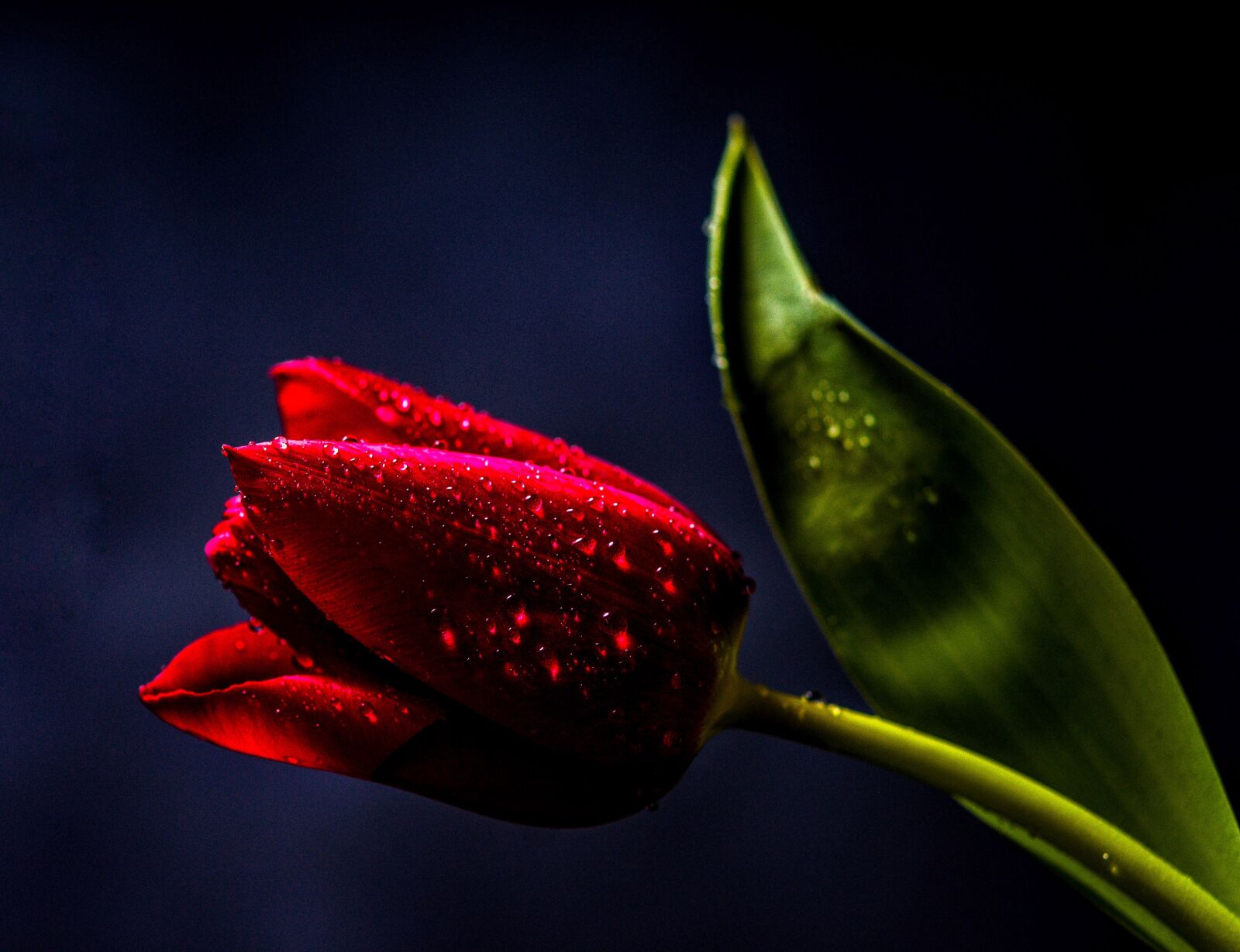 Nikon D300S sample photo. Tulip, flowers, drops photography