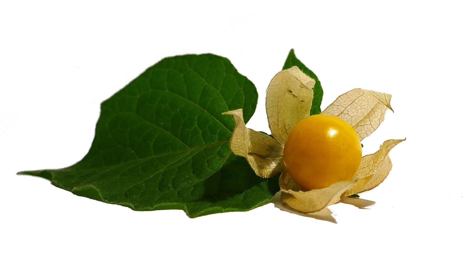 Panasonic Lumix DMC-FZ1000 sample photo. Physalis, cape gooseberry, fruit photography