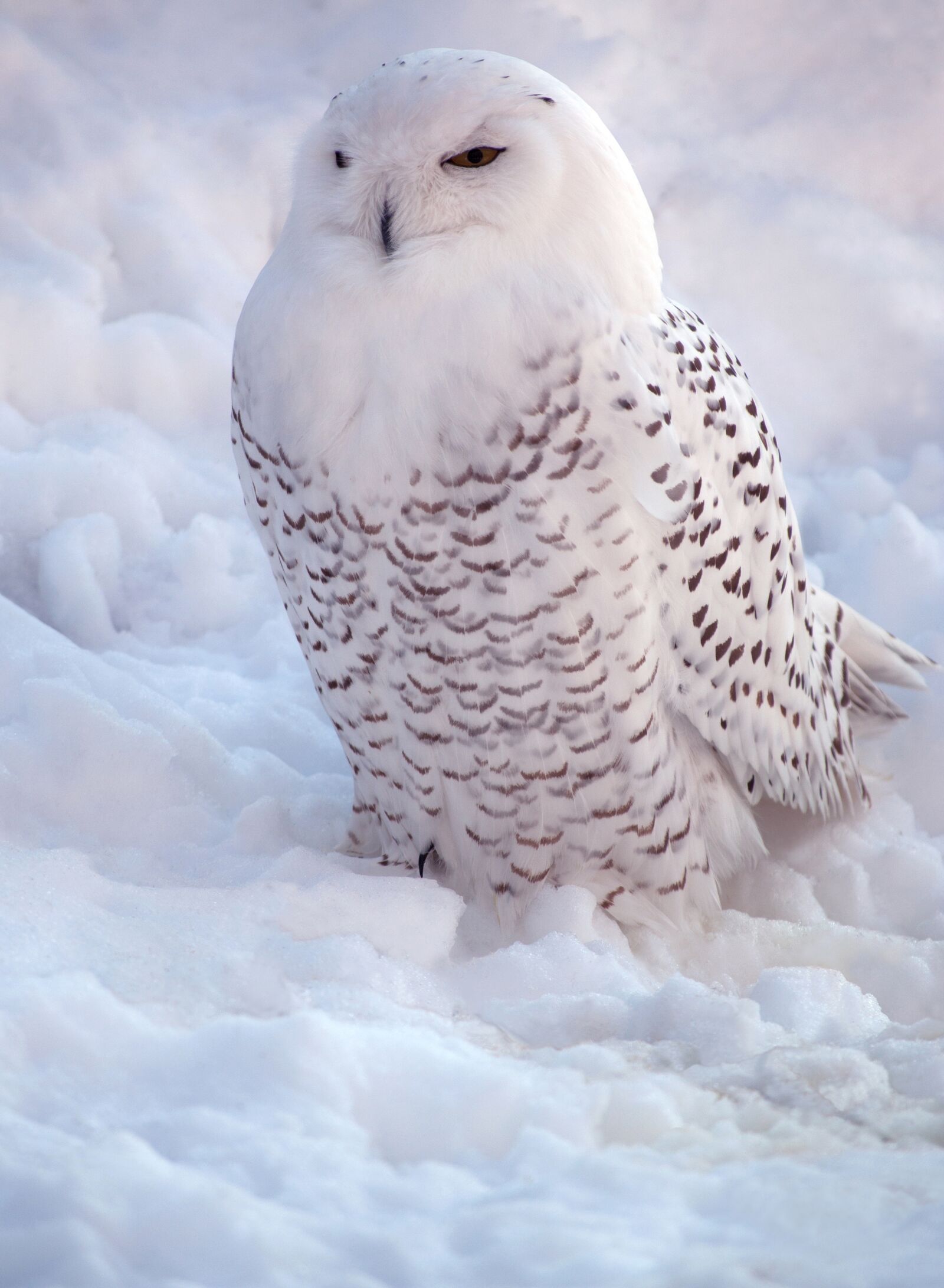 Nikon D5000 sample photo. White, snowy owl, bird photography