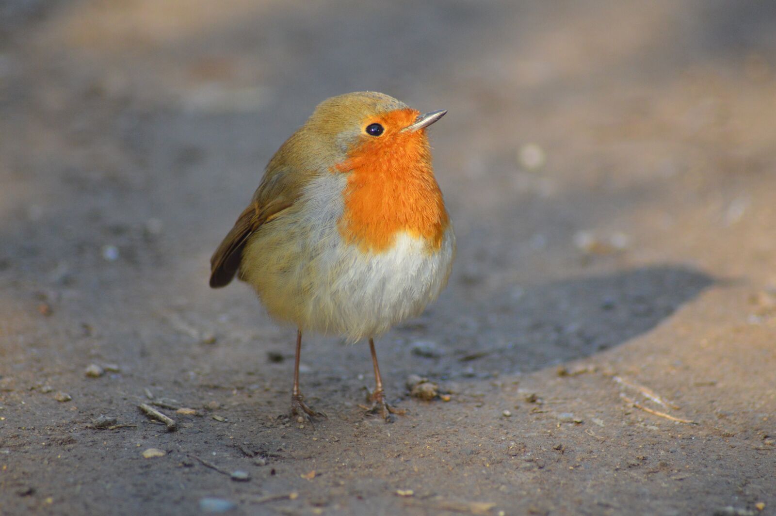 Nikon D3200 sample photo. Robin, red, nature photography