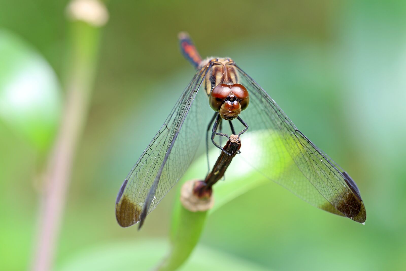 Canon EOS 7D Mark II sample photo. Dragonfly, insects, nature photography