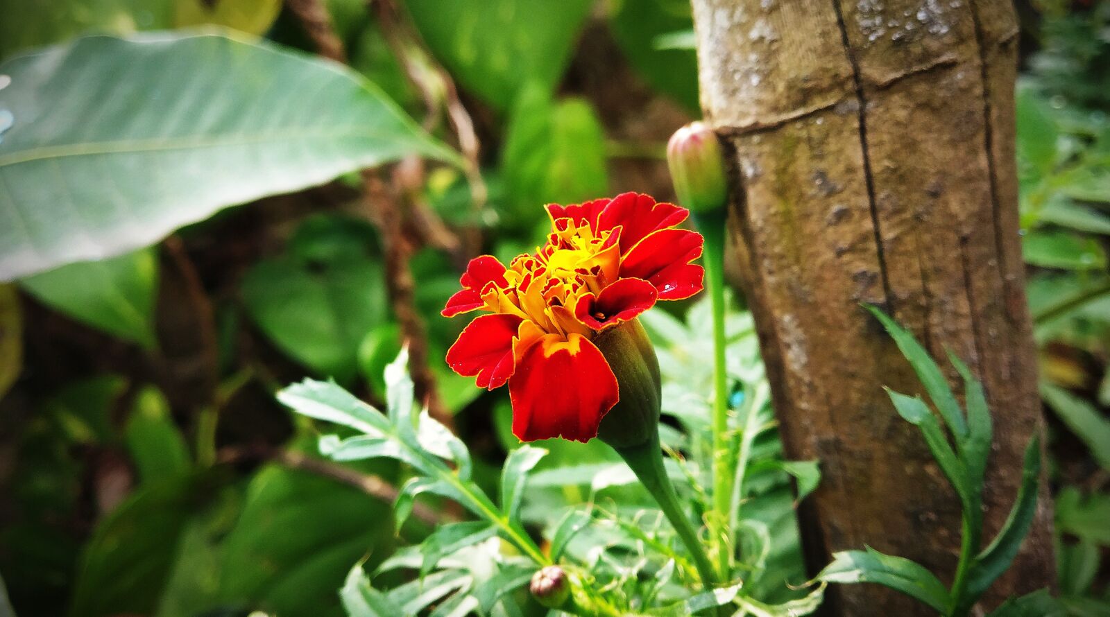 Xiaomi Redmi Note 5 Pro sample photo. Marigold, marigold closeup shot photography