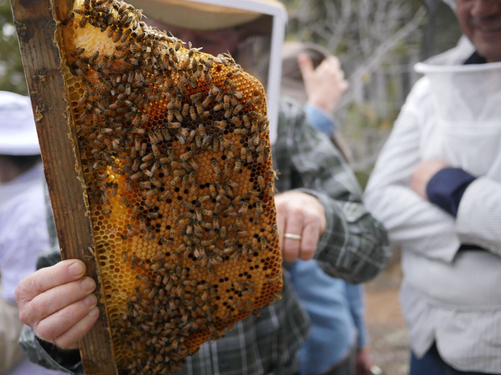 Tazorkis Beehive