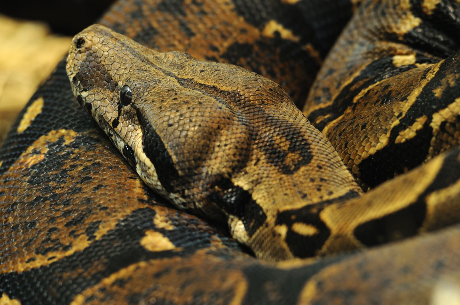 Nikon D90 sample photo. Snake, boa constrictor, reptile photography