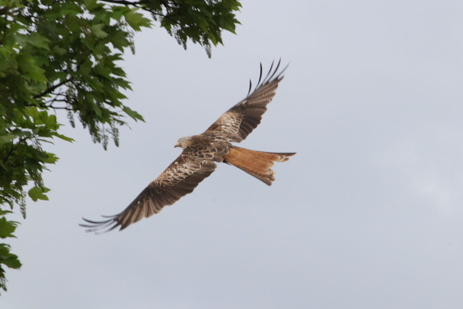 Canon EOS 80D + Canon EF 100-400mm F4.5-5.6L IS USM sample photo. Red kite, raptors, bird photography