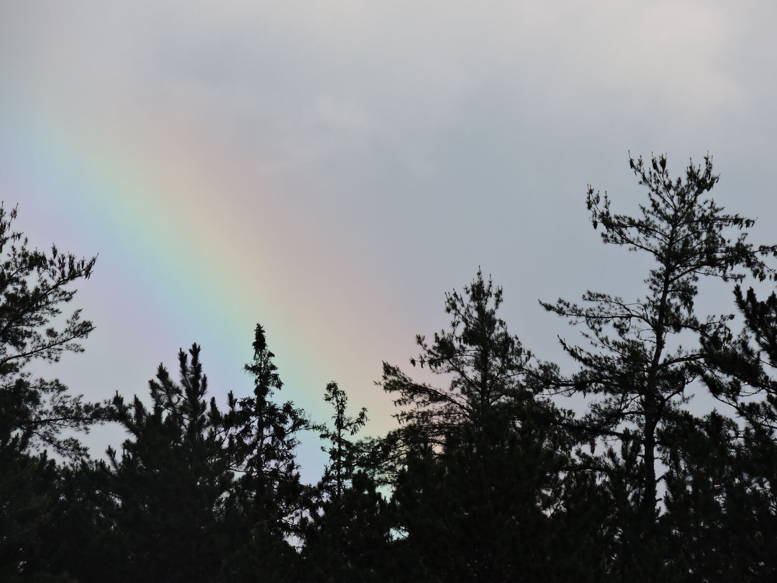 Nikon Coolpix P530 sample photo. Rainbow, tree, line photography