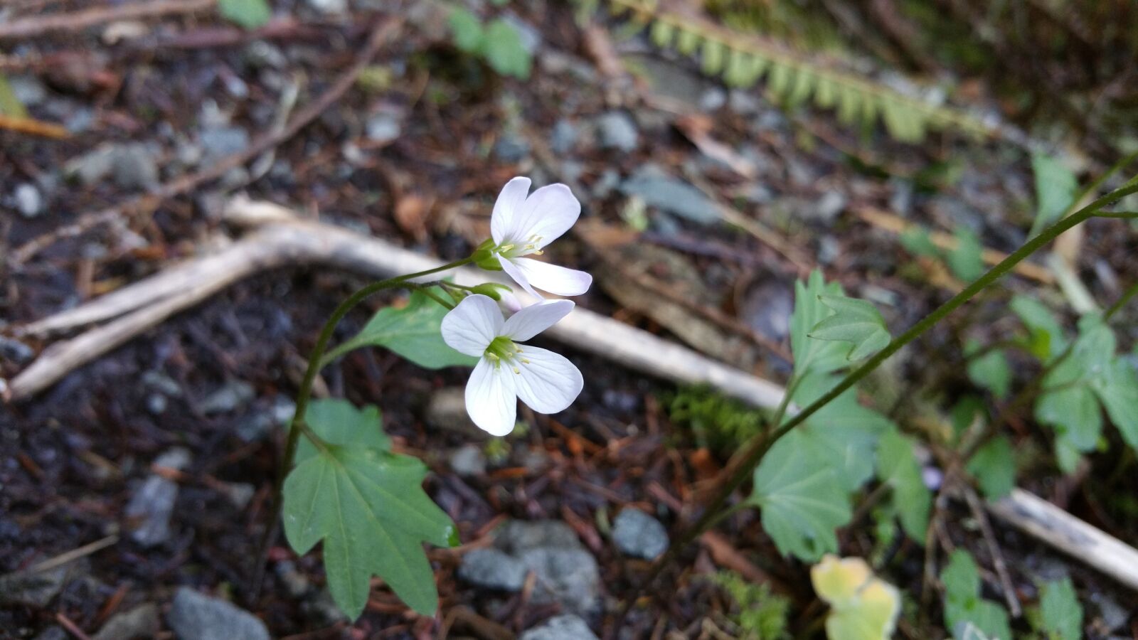 Samsung Galaxy Note4 sample photo. White, flower, nature photography