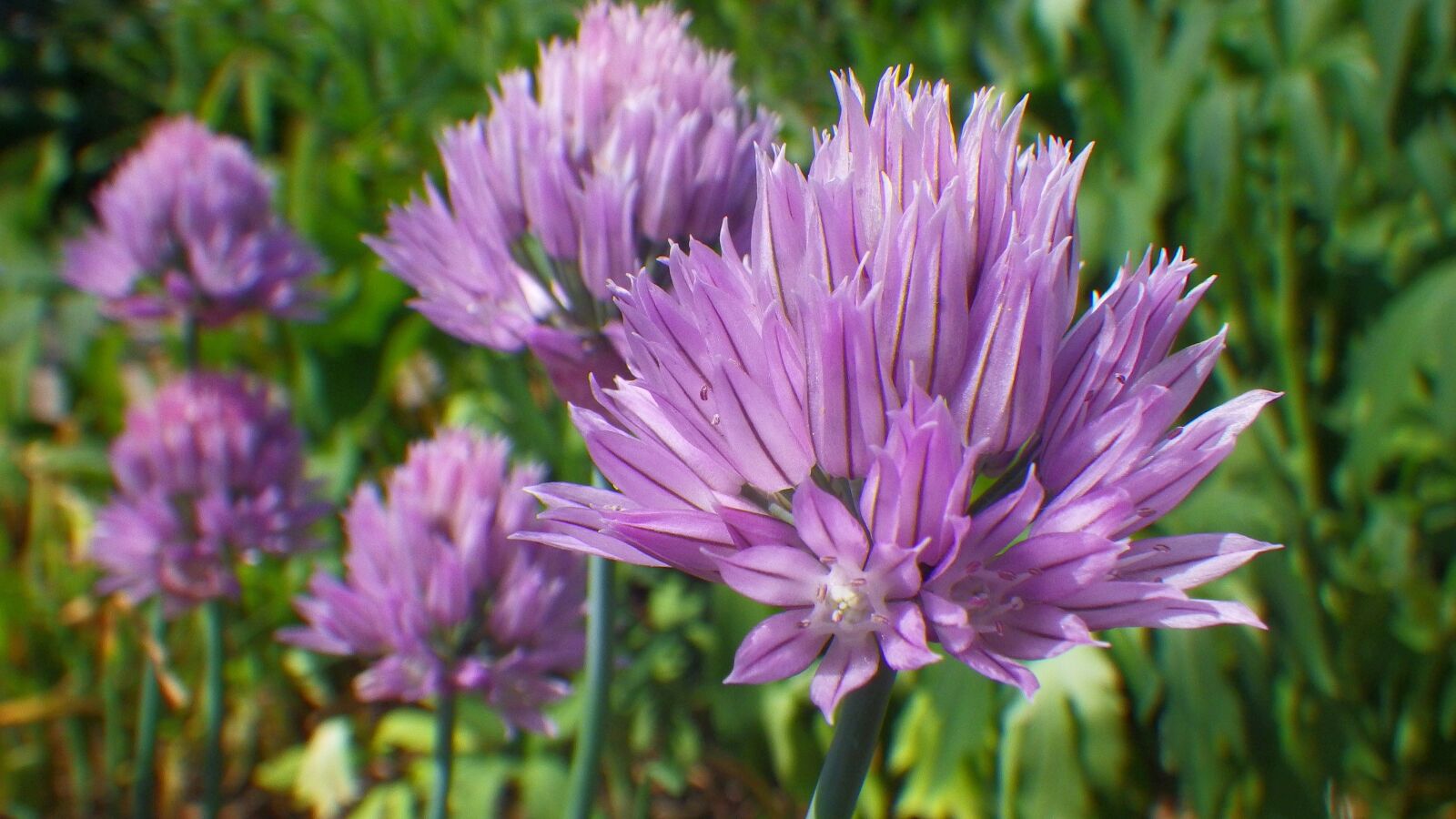 Pentax Optio WG-2 sample photo. Flower, plant, summer flowers photography