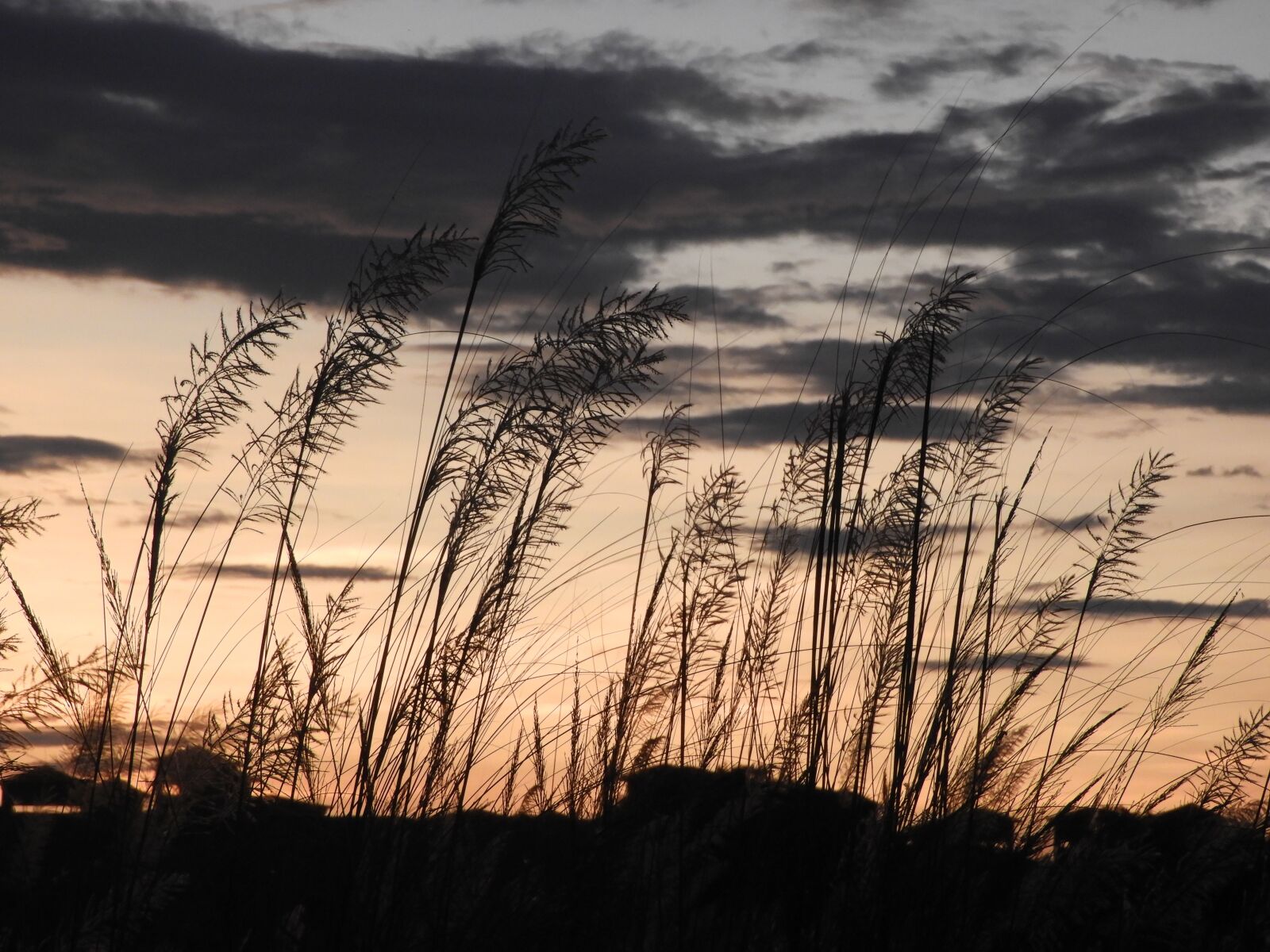 Nikon Coolpix B700 sample photo. Nature, grass, flower photography