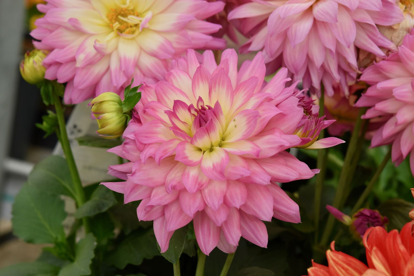 Nikon D5600 sample photo. Flower dahlia, flower, dahlia photography