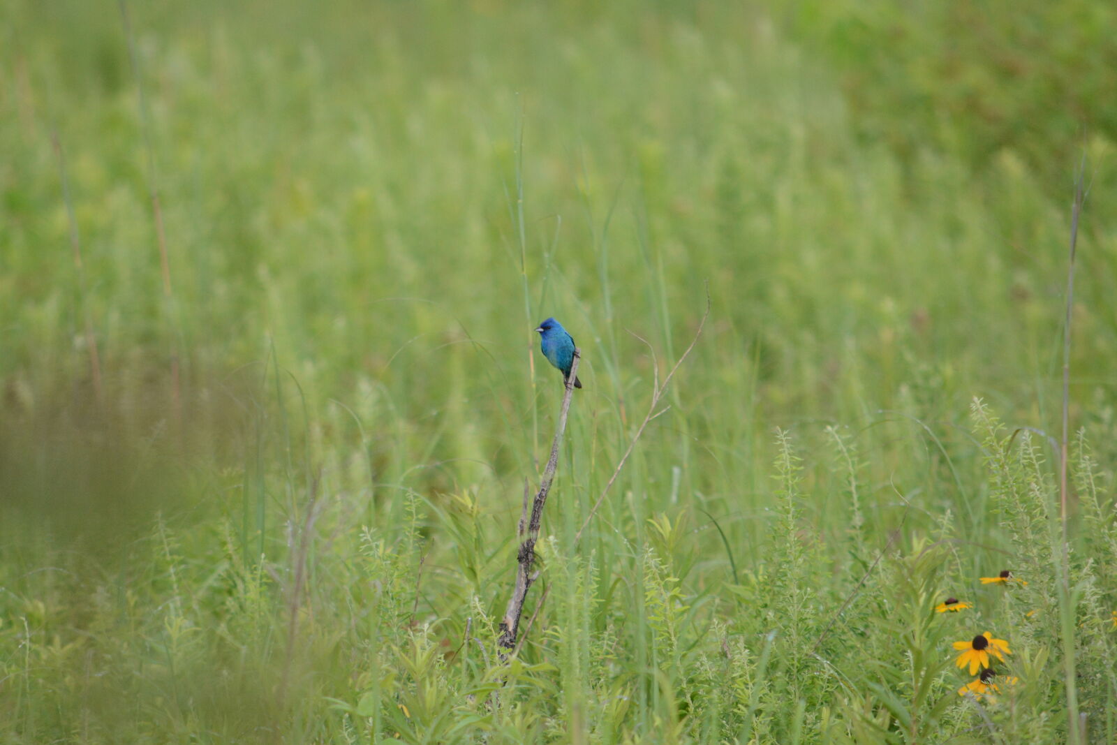 Nikon D7100 sample photo