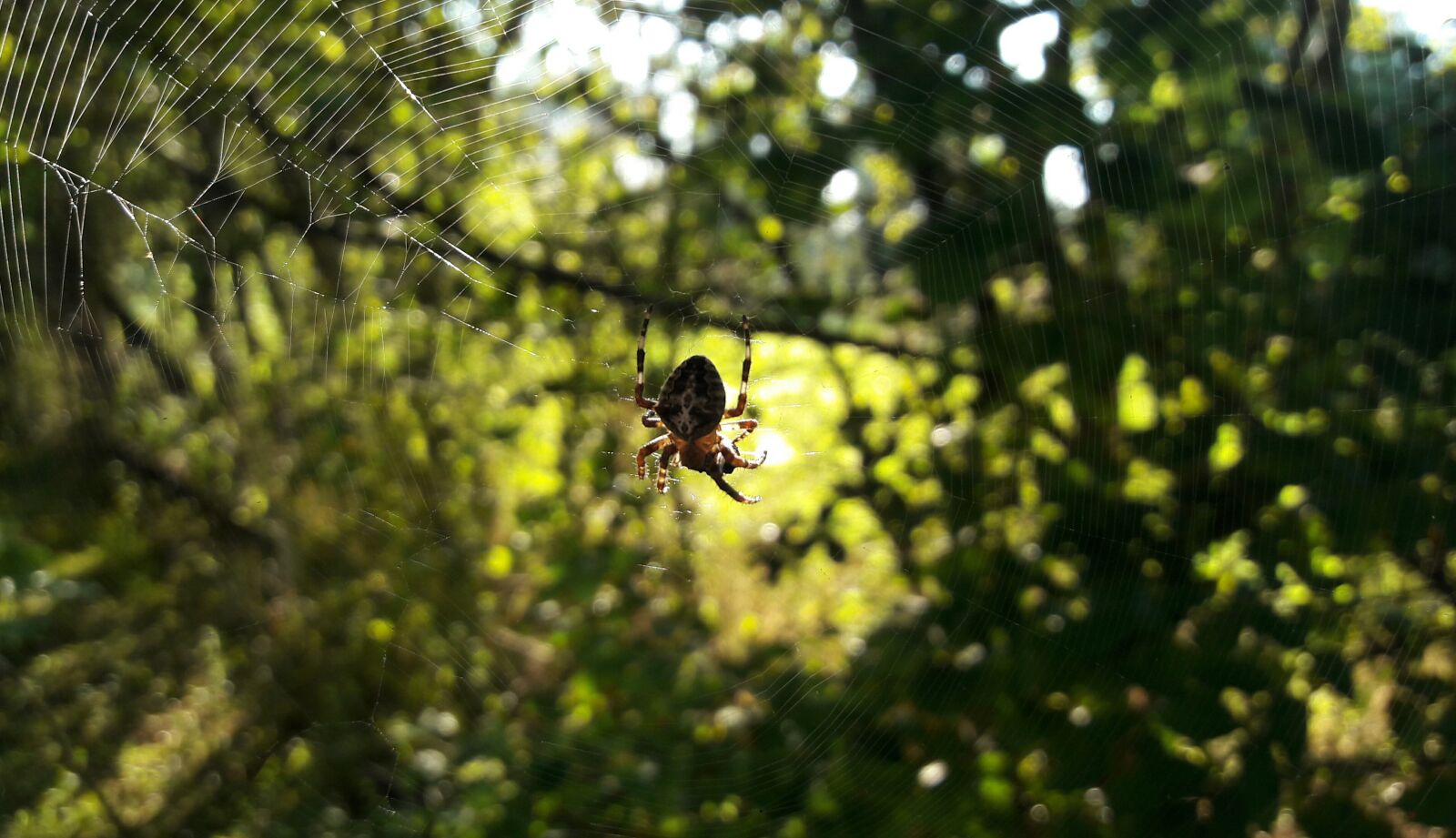 Samsung Galaxy J7 sample photo. Spider, animal, nature photography