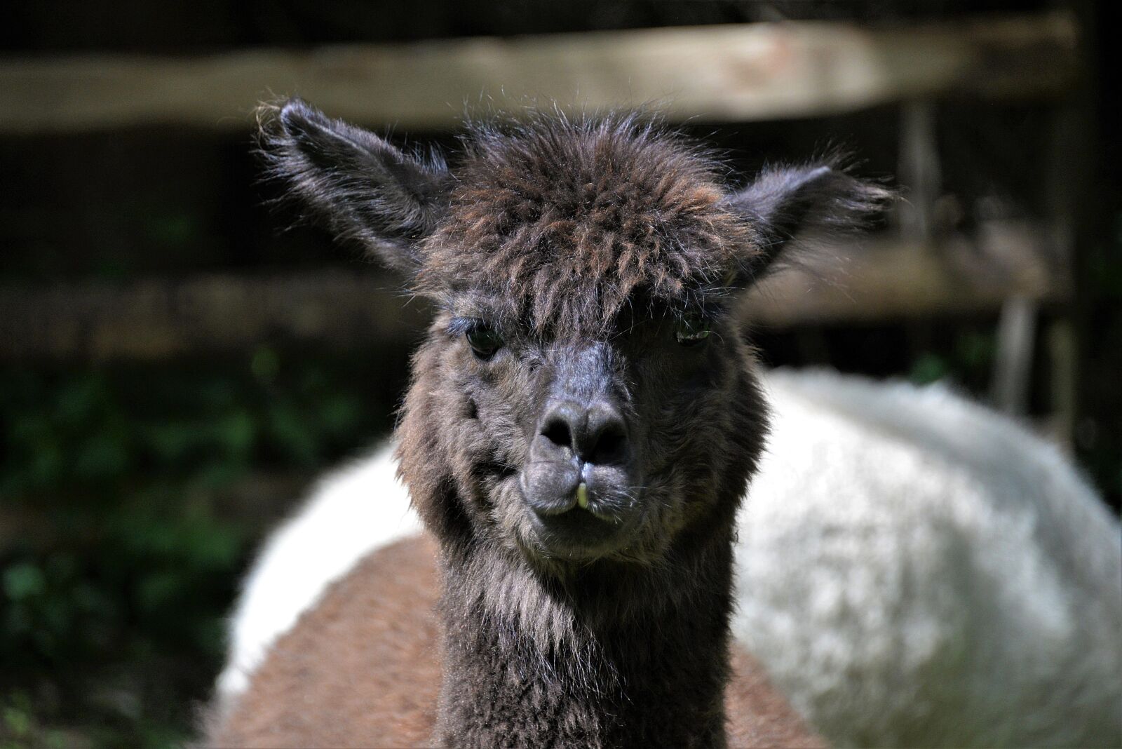 Nikon D610 sample photo. Animal portrait, alpaca, head photography