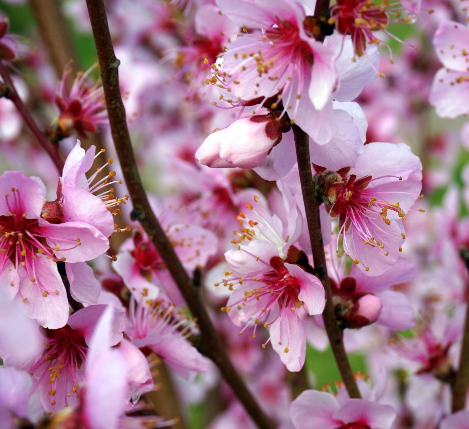 Sony Alpha a5000 (ILCE 5000) sample photo. Almond blossom, flower, cherry photography