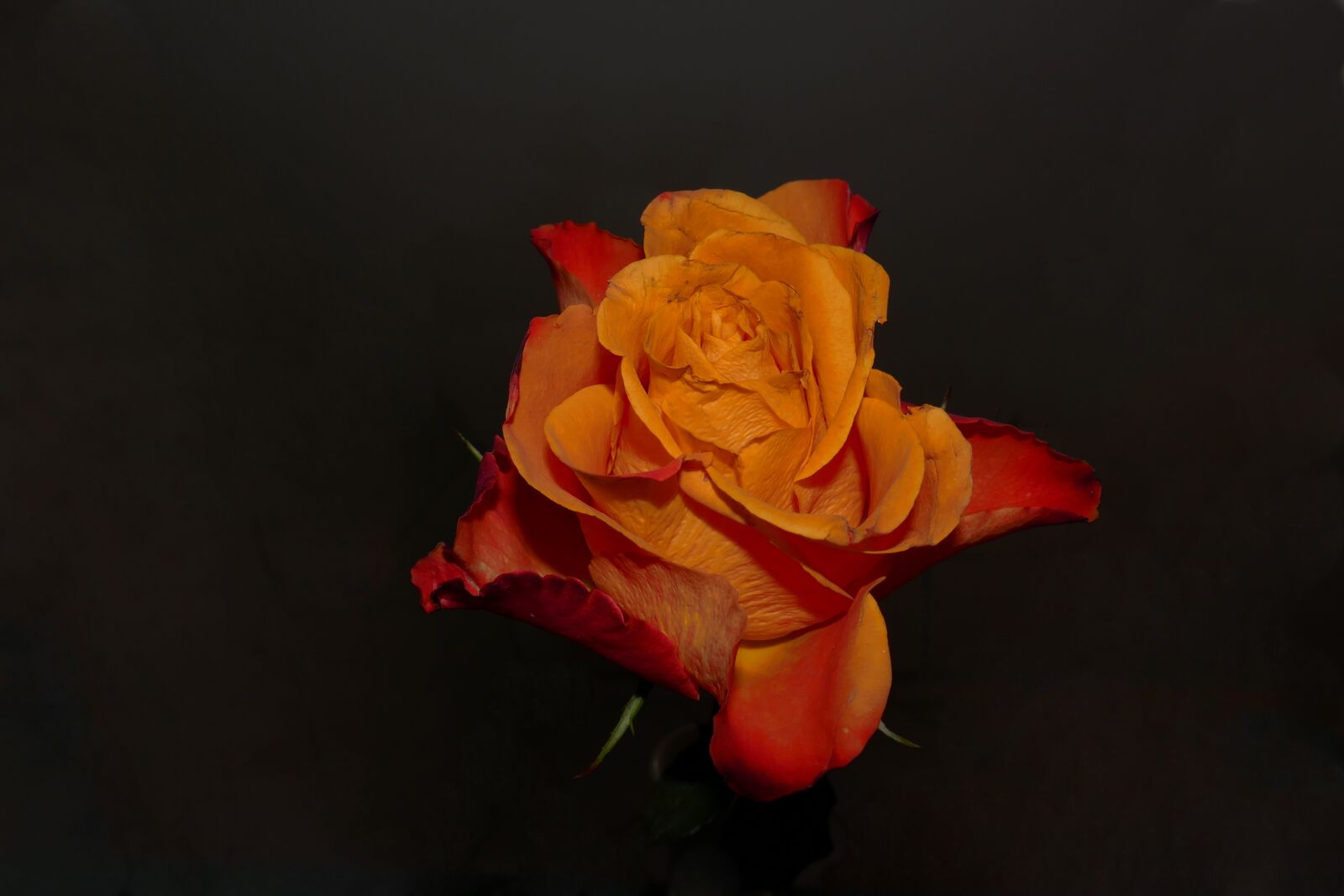 Panasonic DMC-TZ101 sample photo. Rose bloom, orange, leaves photography