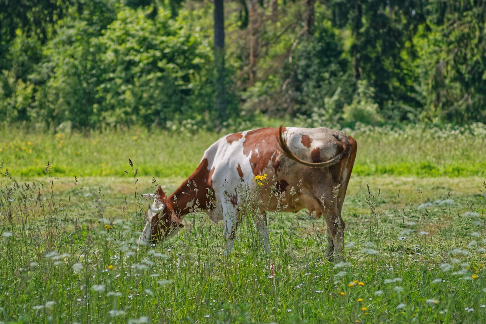 Canon EOS 1100D (EOS Rebel T3 / EOS Kiss X50) sample photo. Cow, meadow, grass photography